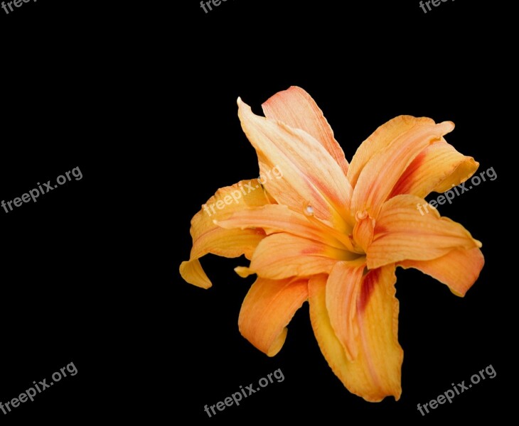 Flower Lily Orange Black Background