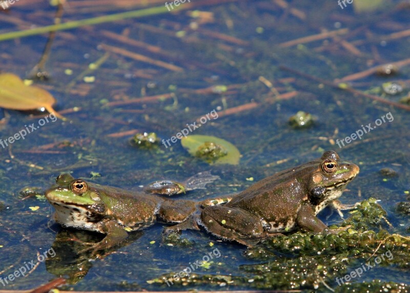 Frog Frogs Pond Animal Amphibian