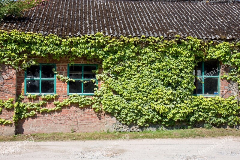 Ivy Window Windows Old Brick