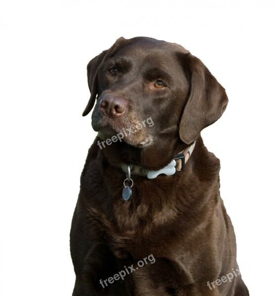 Dog Labrador Chocolate Brown Isolated