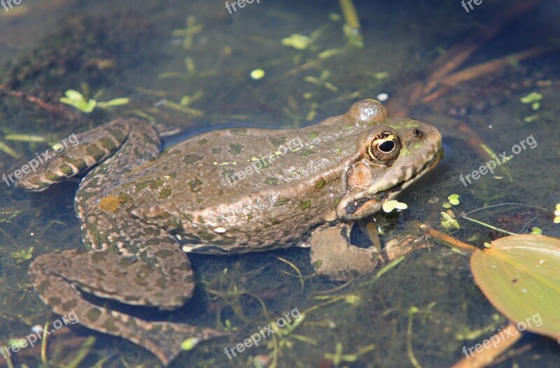 Frog Animal Amphibian Water Swimming