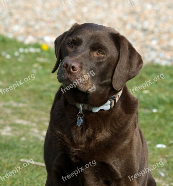 Dog Labrador Animal Beautiful Labrador Retriever