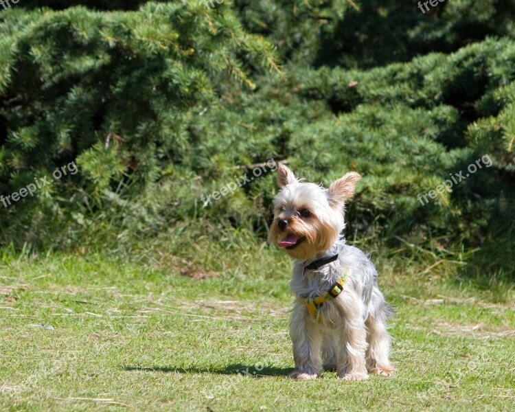 Dog Beautiful Yorkshire Terrier Yorkie Terrier