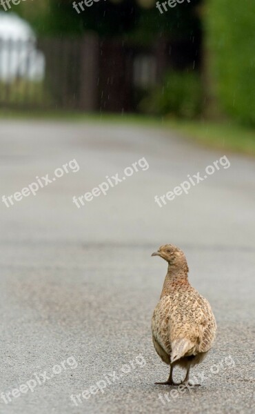 Bird Pheasant Beautiful Nature Female