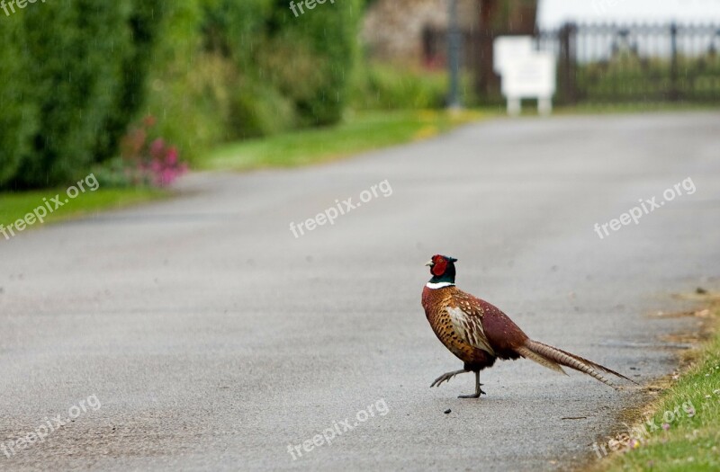 Bird Pheasant Beautiful Nature Funny