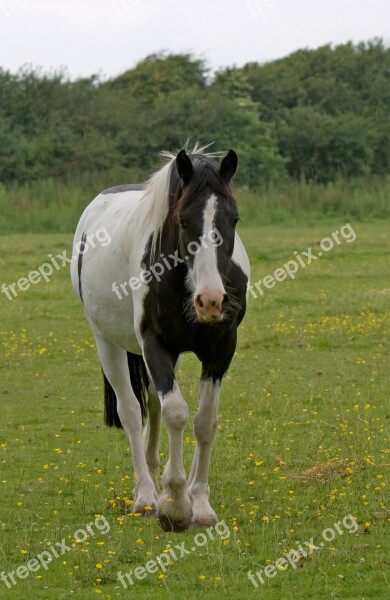 Horse Beautiful Animal Black White