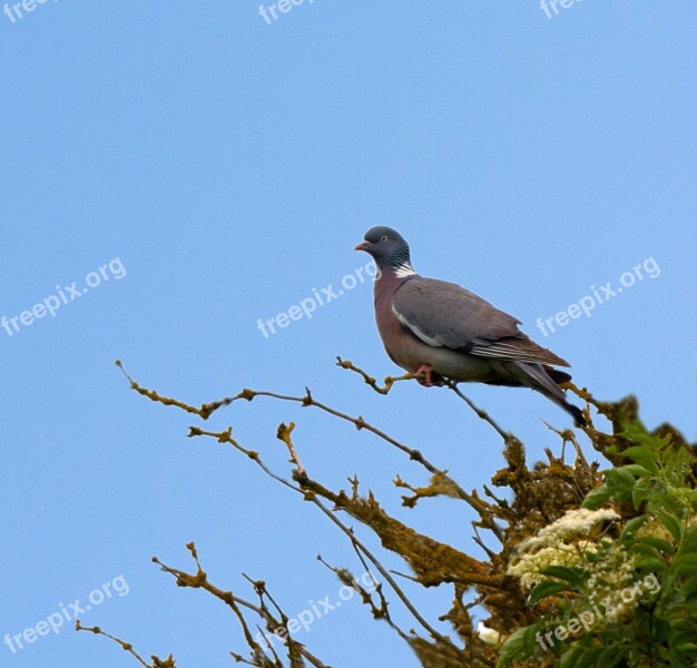 Bird Pigeon Animal Tree Beautiful