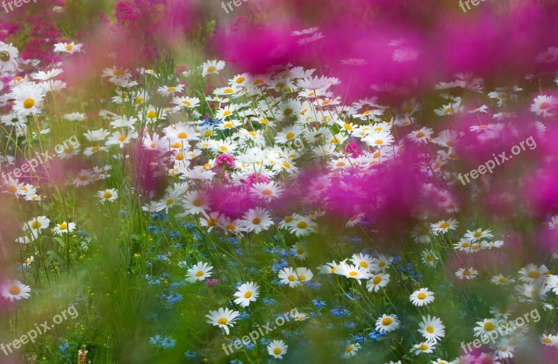 Flowers Flower Daisy Daisies Beautiful