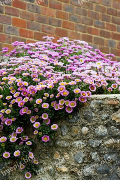 Flower Flowers Violet Purple Beautiful