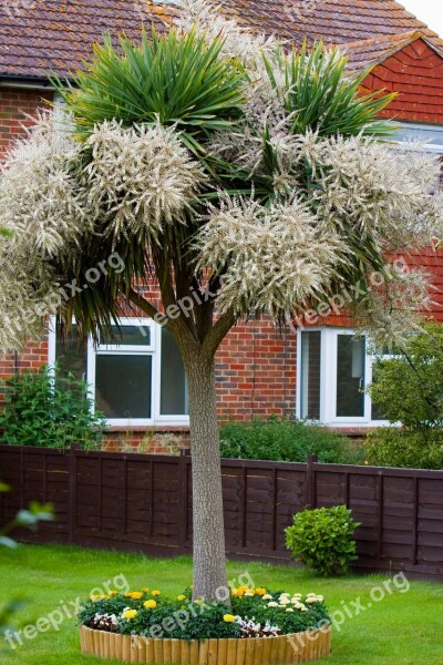 Tree Flower Flowers Flowering Palm