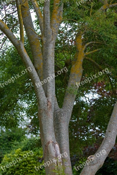 Tree Nature Beautiful Big Bark