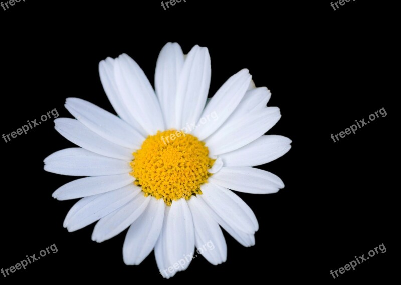 Flower Daisy White Floral Black