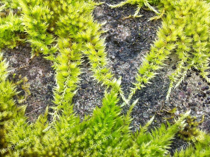 Moss Green Overgrown Concrete Macro