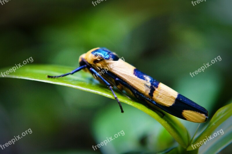 Butterfly Grass Hopper Colorful Insect Nature Leaf