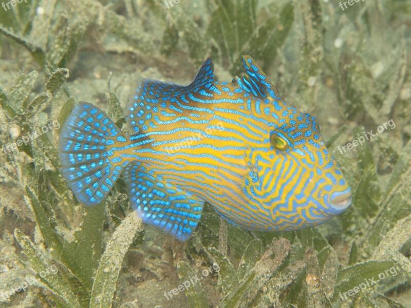 Triggerfish Young Fish Rotesmeer Underwater Free Photos