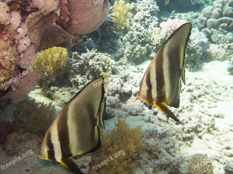 Batfish Rotesmeer Underwater Free Photos