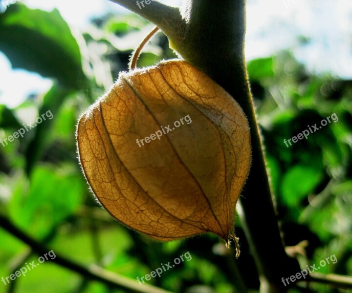 Gooseberry Cape Brown Dry Husk