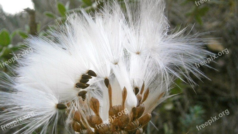 Fruit Seed Thistle Nature Vegetable