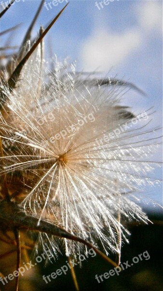 Fruit Seed Thistle Nature Vegetable