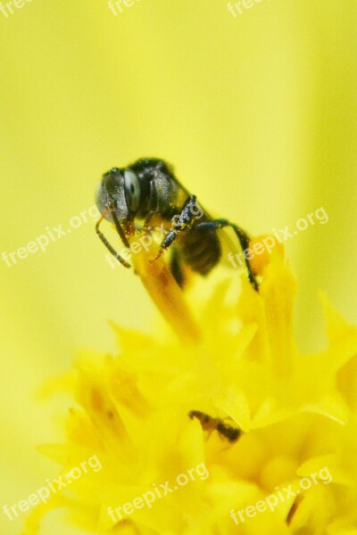 Tiny Bee Bee Flower Flower Center Nectar