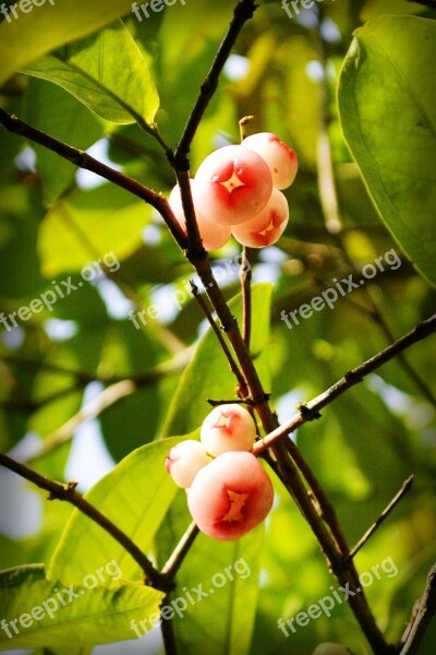 Jambu Fruits Jumbu Plant Nature Sri Lanka