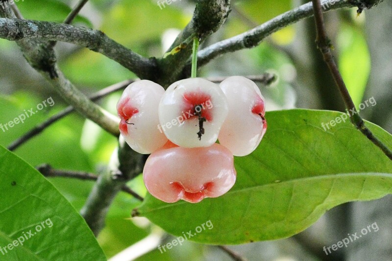 Jambu Fruits Jambu Tropical Fruit Sweet Fruit Colorful