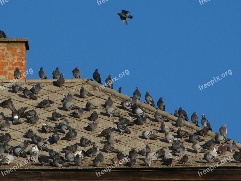 Doves Birds Rooftop Pigeon Bird