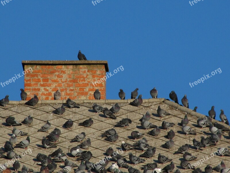 Doves Birds Rooftop Pigeon Bird