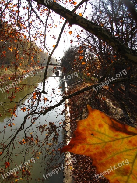 River Leaves Autumn Wood Bough