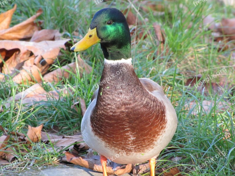 Duck Mallard Duck Wild Ducks Bird Free Photos