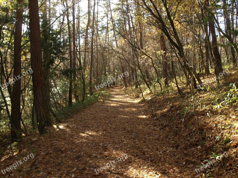 Forest Road Fallen Leaves Japan Sunbeams