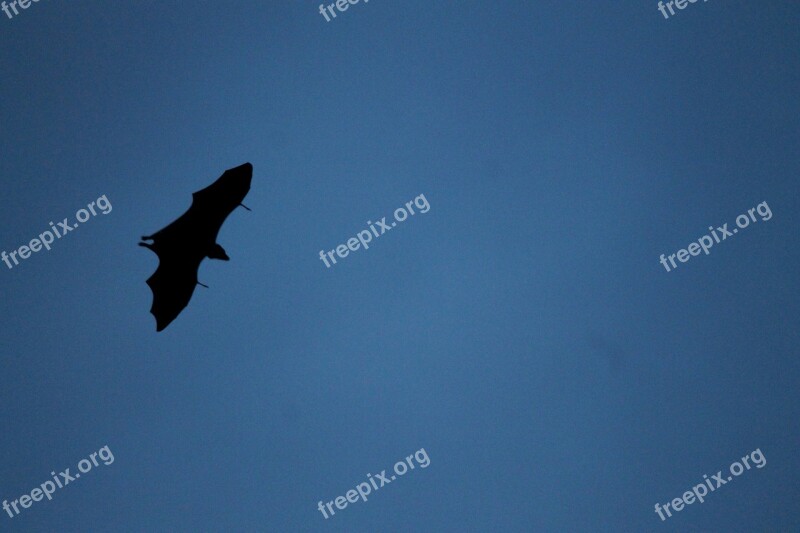 Bat Fly Migrating Flying Wildlife