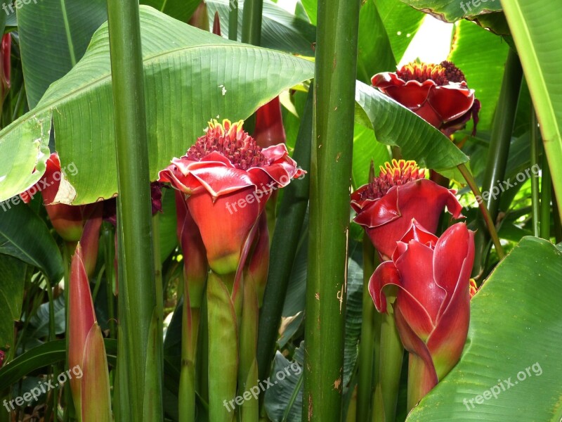 Flower Flowers Nature Plant Winter Garden