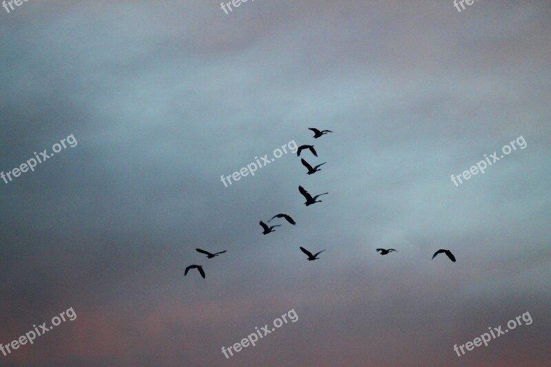 Birds High Fly Flying Migrating