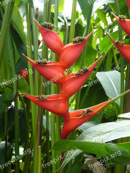 Flower Flowers Nature Plant Winter Garden