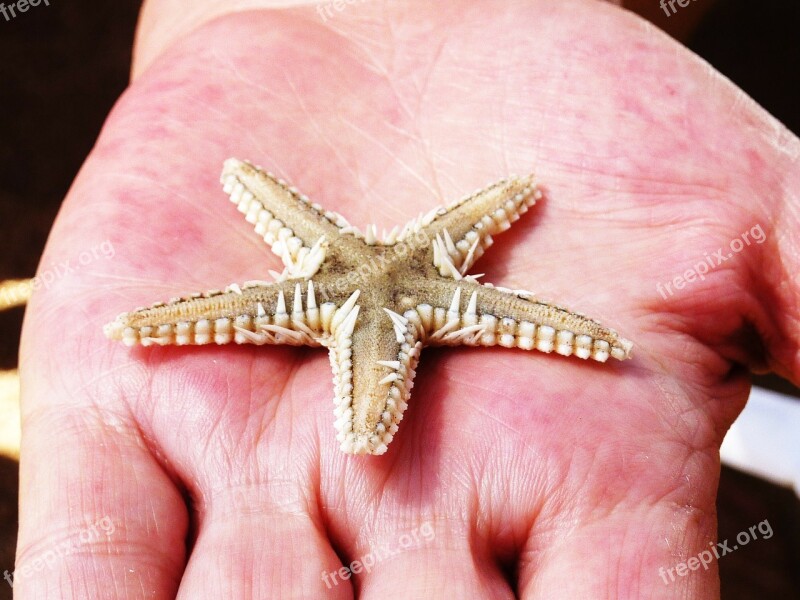 Starfish Red Sea Sand Beach Egypt Vacations