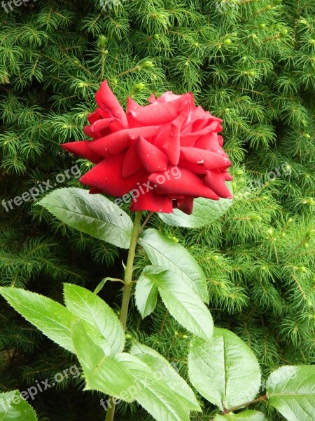 Red Garden Plant Rose Red Flower Flower