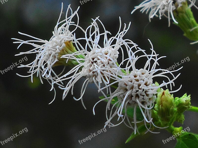 Flowers Plant Green Season Spring