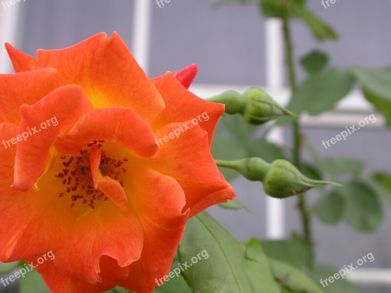 Rose Flower Flora Macro Orange