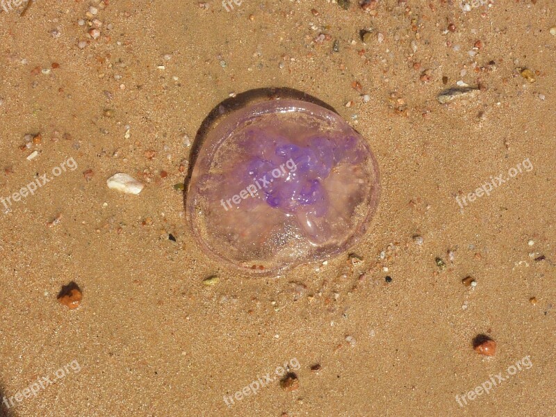 Jellyfish Marine Life Beach Purple Egypt