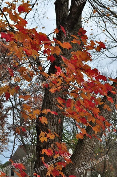 Autumn Season Tree Leaves Colorful