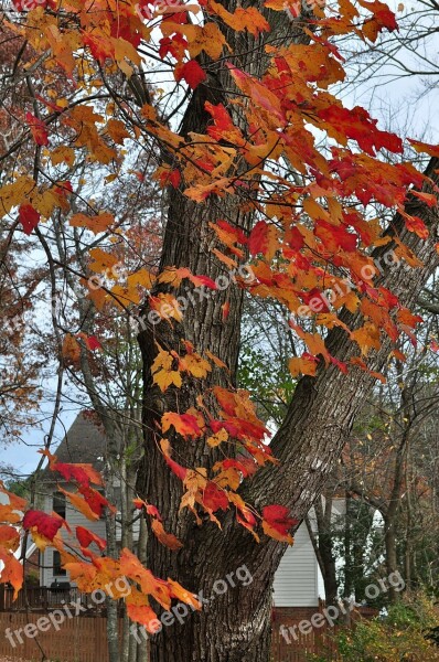 Autumn Fall Fall Colors Maple Orange