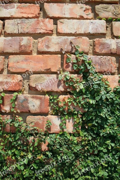 Wall Brick Rows Regular Creeper