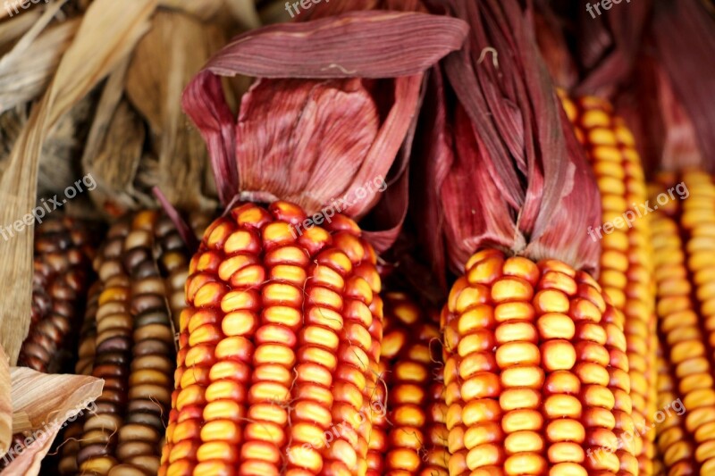 Indian Corn Indian Corn Decoration Halloween