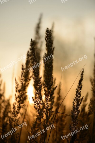 Sunset Abstract Abstract Background Reeds Plants