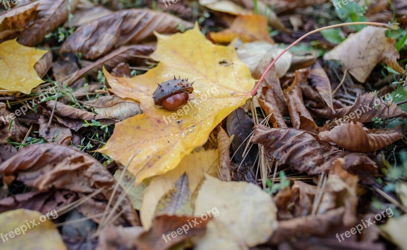 Chestnut Trees Moss Sunshine Autumn Background