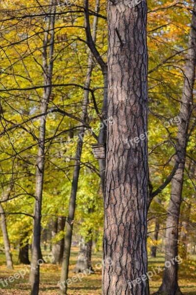 Autumn Park Tree Birdhouse Colors