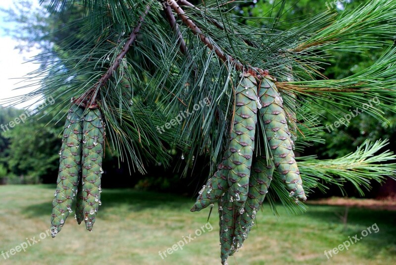 Pine Cone Pine Cones Cluster Pine Tree Tree