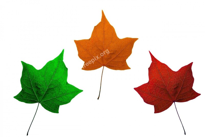 Leaves Isolated Maple Maple Leaves Red