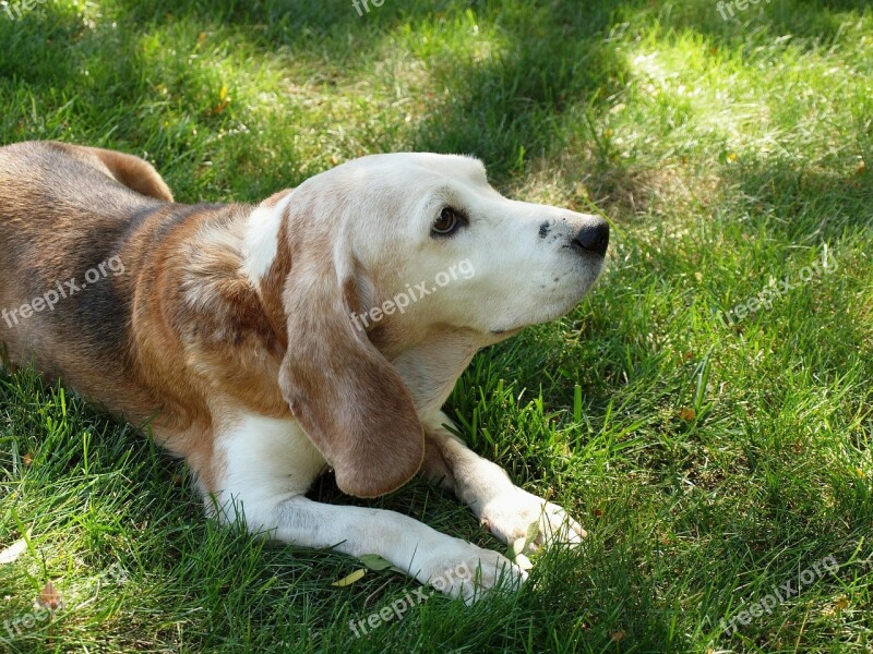 Dog Beagle Old Senior Friend